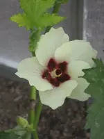 garten 09 010.webp