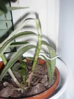 PA070037.webp