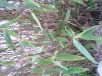 PICT0192.webp