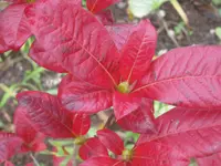 005.webp