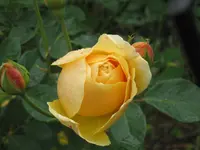 007.webp