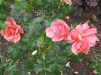 009.webp