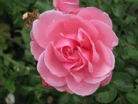 016.webp