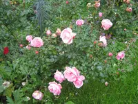 013.webp