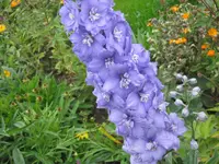 042.webp