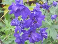 045.webp