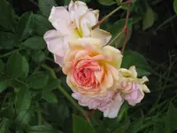 012.webp