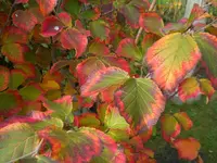 Zaubernuss 1.webp