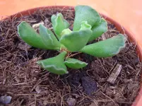 CIMG0479.webp