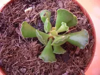 CIMG0481.webp