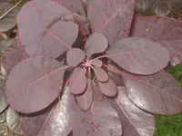 049.webp