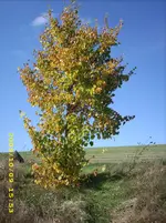 JD500150.webp