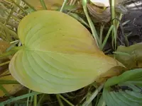 Herbst 062 v.webp