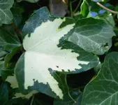 Herbst 081 v.webp