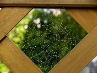 Spinnennetz 1.webp