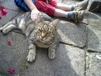 Katz1.webp