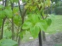 Garten 10.10.09 007 [640x480].webp
