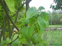 Garten 10.10.09 008 [640x480].webp