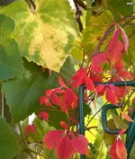 Wilder Wein.webp
