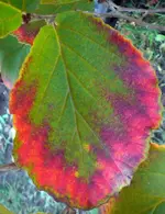 Zaubernuss 3.webp