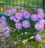 Chrysantheme.webp
