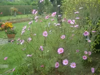 Garten 10.10.09 007.webp