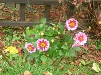 Garten 10.10.09 012.webp