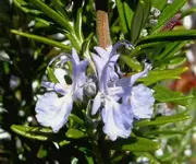 Rosmarin (13).webp