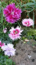 d015.webp