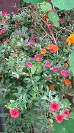 d029.webp