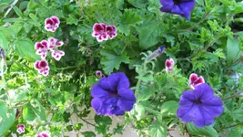 dd006.webp