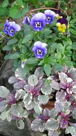 h008.webp