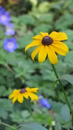 h011.webp
