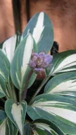 n032.webp
