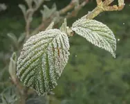 Winter 2008 565 v.webp