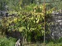 Garda 2009 337.webp