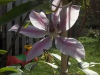 HPIM3180.webp