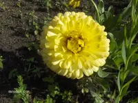 HPIM3182.webp