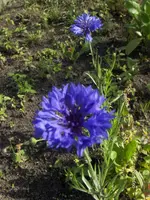 HPIM3183.webp