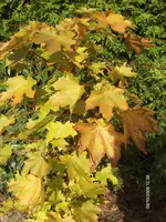 HPIM3185.webp