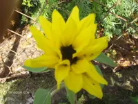 HPIM3186.webp