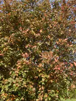 HPIM3192.webp