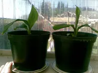 Canna, 25.04.09.webp