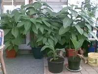 Trompetenbaum + Canna, 26.06.09.webp