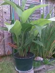 Canna, 29.07.09.jpg