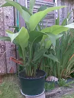 Canna, 29.07.09.webp