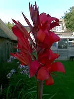 6800.webp