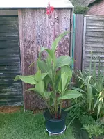 Canna, 10.08.09.webp