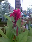 Canna, 05.10.09.jpg