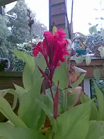 Canna, 05.10.09.webp